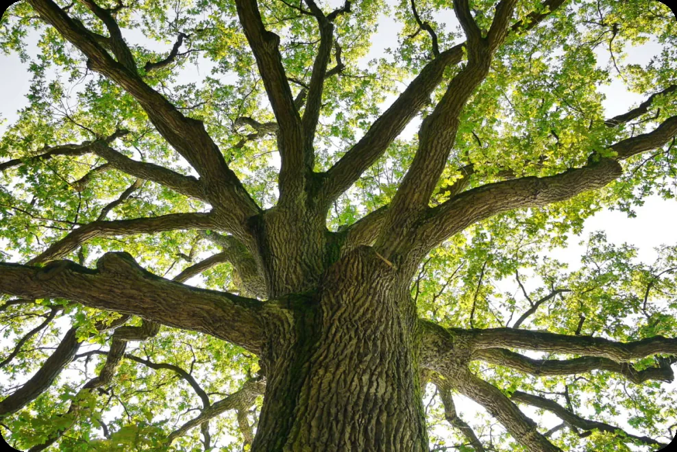Sous un arbre, perchés